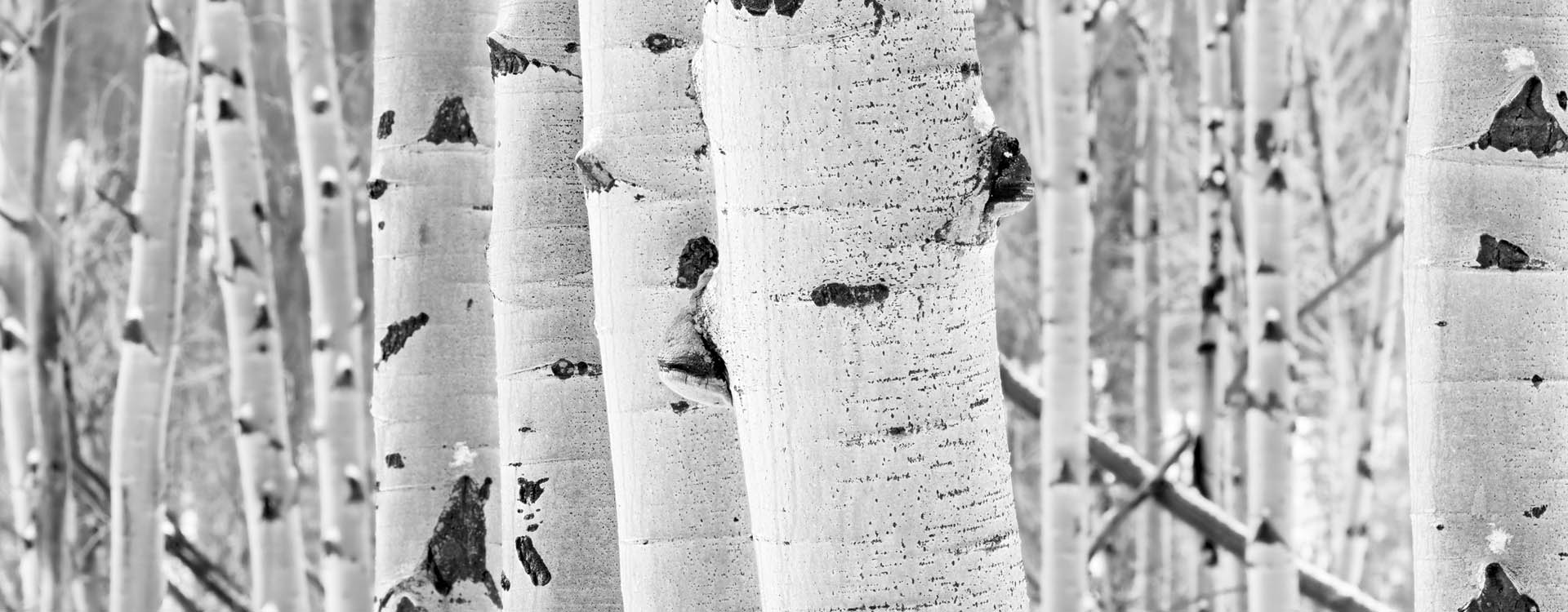 Aspen Trees Texture